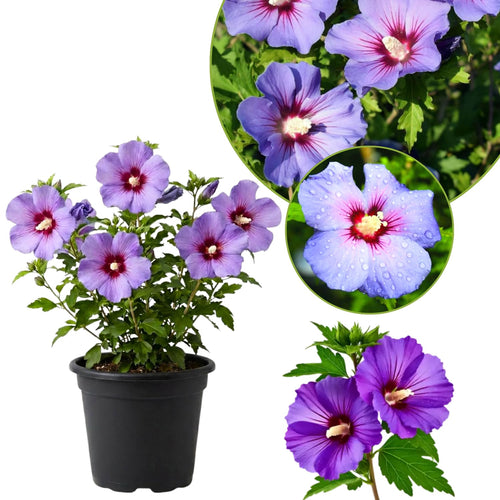 Purple Rose of Sharon Live Plant, Summer Bloom Garden Shrub, 6-13 Inch Tall