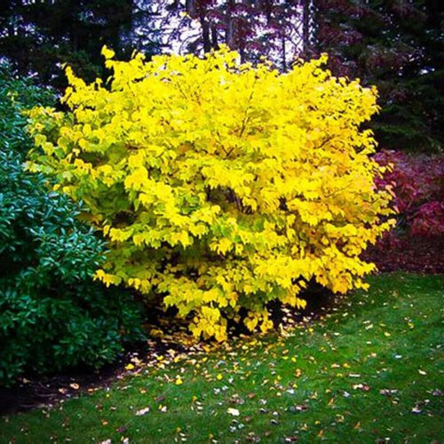 Yellow Spicebush Live Plant, 10-14 Inch Tall, Quart Pot