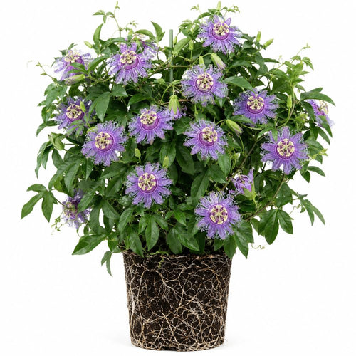 2 Passiflora Incarnata Maypop Live Plants, Purple Passion Flower Vines, 4-6'' Tall, Outdoor Vine for Patio, Garden, Containers