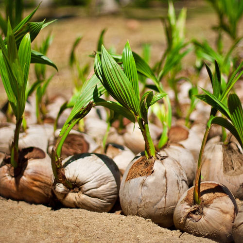 Green Coconut Tree Live, Sweet Edible Fruit for Outdoor Gardening, Live Sprouted Coconut from 6 to 8 Inch Tall, Ready for Planting in Zones 10-11
