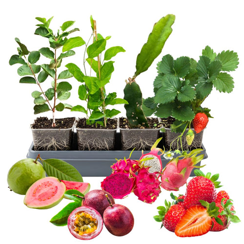 4 Mixed Fruit Live Plants, Edible Fruit Starter Plants, 4-8 Inch Tall
