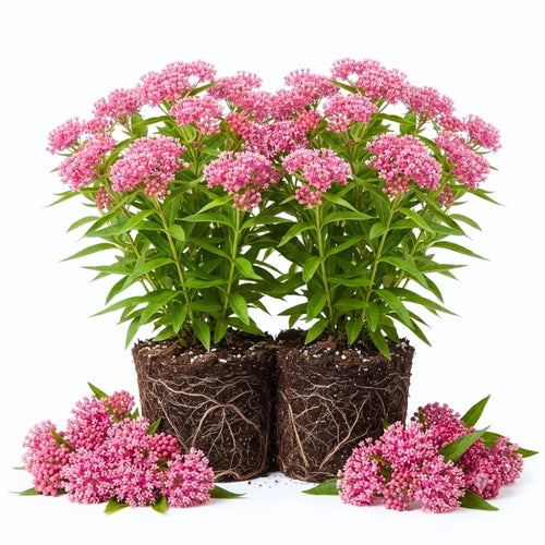 2 Pink Butterfly Milkweed Live Plants, Native Flower Plant, 4-9 Inch Tall