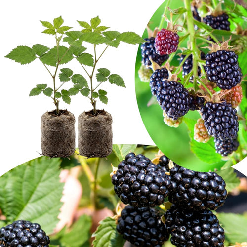 2 Thornless BlackBerry Live Plants, Cold Hardy Berry Bush, 4-8 Inch Tall