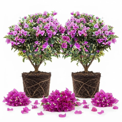 2 Blueberry Ice Bougainvillea Plants Live, Patio Flower Vine, 4-8 Inch Tall