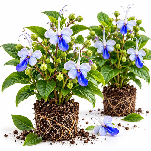2 Blue Butterfly Clerodendrum Live Plants, Bell Flower Vine, 5-9" Tall