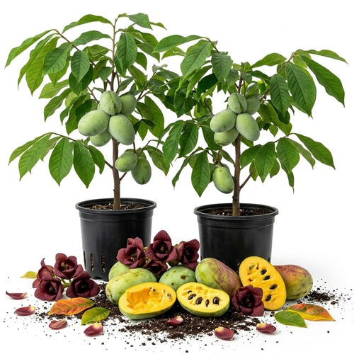 2 Pawpaw Live Plants, Paw Fruit Tree, 6-12 Inch Tall, Quart Pot
