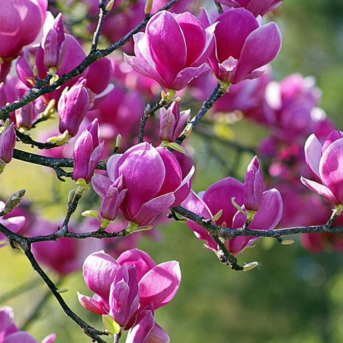 Ann Magnolia Live Plant, 6-12 Inch Tall, 3 Inch Pot
