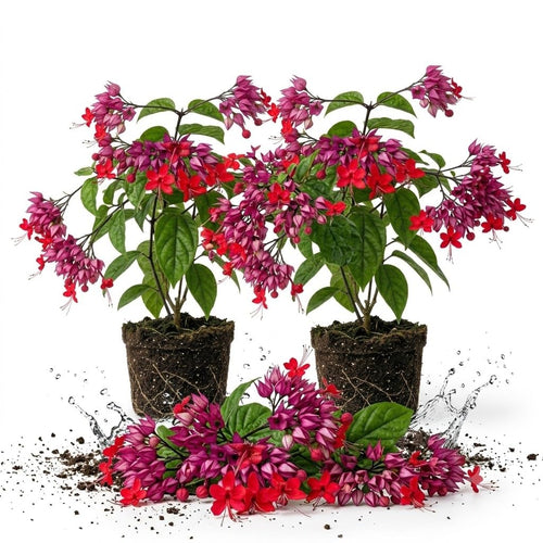 2 Red Purple Bleeding Heart Vine Plants Live, Clerodendrum Flower 5-9" Tall