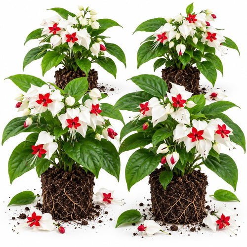4 White Bleeding Heart Live Plants, Clerodendrum Flower Vine, 5-10" Tall