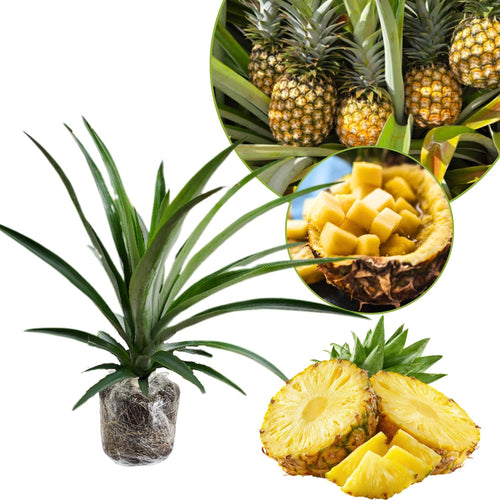 Pineapple Plant Live, Patio Container Fruit Plant, 5-8 Inch Tall