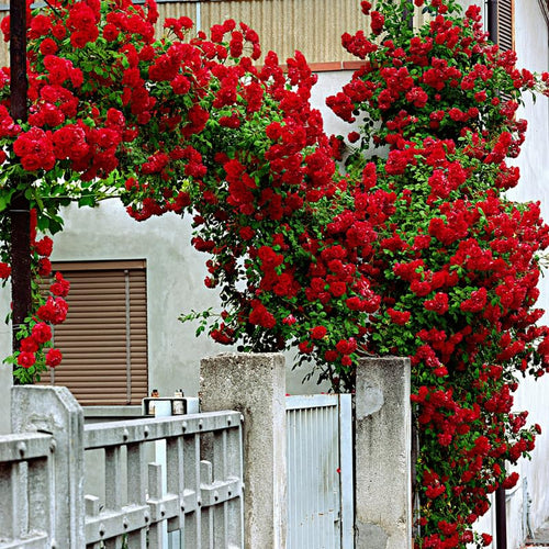 Climbing Rose Live Plant Well Rooted, No Leaf, Ready to Plant Indoor Outdoor, Climber Rose Bush, Hybrid Tea Rose Like, Very Fragrant, Long Bloomer (Don Juan)