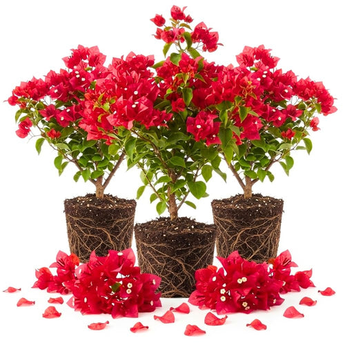 3 Red Bougainvillea Live Plants, Landscape Flower Vine, 4-7 Inch Tall