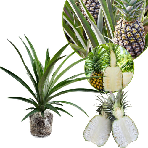 Pineapple Tree Live Plant, Patio Container Fruit Plant, 5-8 Inch Tall