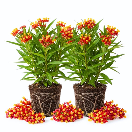 2 Butterfly Milkweed Plants Live, Asclepias Tuberosa Tropical Milkweed Flowers for Butterfly Garden, 4-9" Tall Perennials, No Pot Included (Red Milkweed)