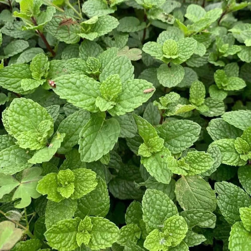 3 Mojito Mint Plants, Live Mint Plants, 3-5'' Tall, Herb for Outdoor and Indoor Planting