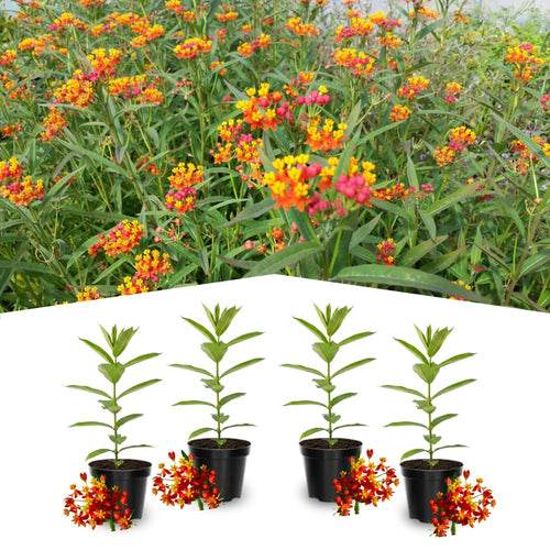 4 Red Milkweed Plants Live 4-9 Inc Tall, Tropical Milkweed Plants Well Rooted, Outdoor Growing