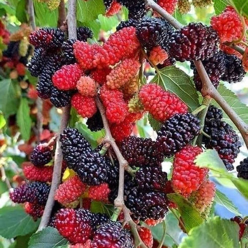 Red Mulberry Tree for Planting 4 to 8 Inch Tall, Mulberry Live Plant Outdoor, Mulberry Fruits