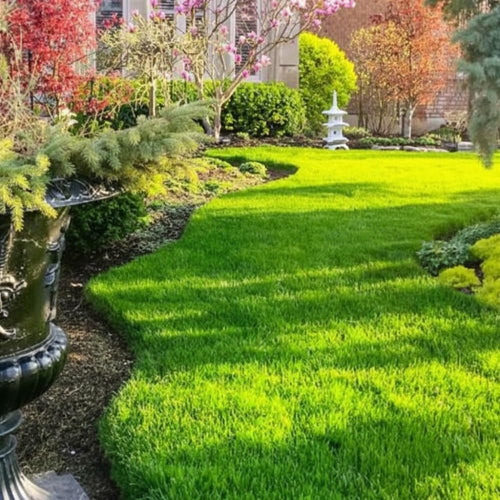 40000 Zoysia Grass Seeds, Lawngrass Seeds Zoysia Seeds, Low-Maintenance for Home Yards and Gardens