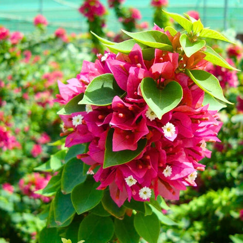 2 Bougainvillea Live Plants, Tropical Bougainvillea Flowering Vine, Fast Growing Outdoor and Container Plant, 4-8'' Tall (Hot Pink Blooms)