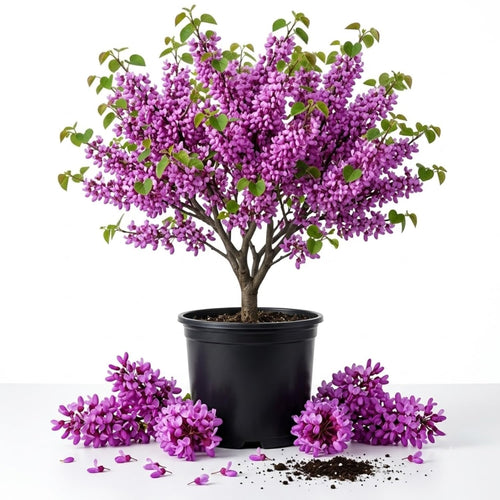 Eastern Redbud Tree, Landscape Flower Tree, 6-12 Inch Tall, Quart Pot