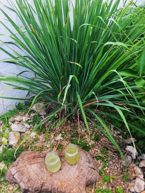 2 Rooted Lemongrass Stalks Plants for Planting 4 Inches Planting Indoor Outdoor Ornaments Perennial Garden Simple to Grow Pot