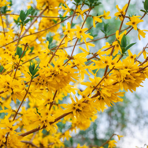 2 Lynwood Gold Forsythia Trees Bareroots Cuttings 6-12 Inch Tall, Fragrant Forsythia Plant Live, Forsythia Bush for Flowering