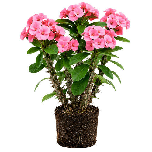 Pink Euphorbia Crown of Thorns Plant, Perennial Succulent Live Plant Indoor Outdoor 4-7 Inches