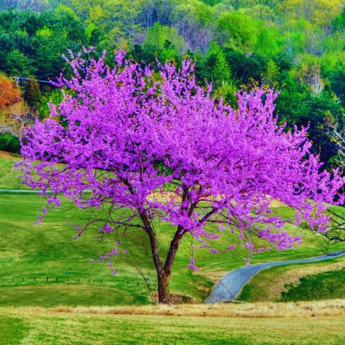 Potted Eastern Red Bud Tree Live Plant, 6-12" Seedlings Redbud Tree for Planting, Winter Hardy