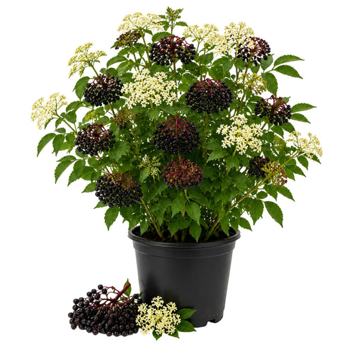 Elderberry Bushes Live Plant in Quart Pot, Black Elderberry Tree, Hardy Beries Shrub for Outdoor Garden 8-12 Inches