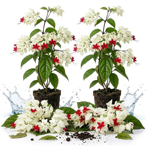 2 White Bleeding Heart Plants Live, Fragrant Flower Vine, Clerodendrum