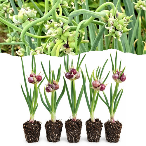 20 Walking Onion Bulbs, Egyptian Walking Onion Bulbs for Planting