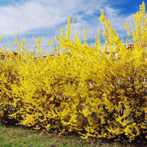 Lynwood Gold Forsythia Bush 6 to 12 Inch Tall, in Pot, Fragrant Forsythia Flower, Yellow Forsythia Plant Live for Planting