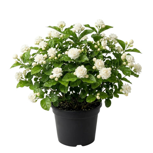 Grand Duke Jasmine Live Plant in Half Gallon Pot, Fragrant Flowering Jasmine, Well Rooted, Indoor Outdoor Planting