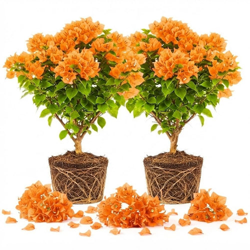 2 Orange Bougainvillea Plants Live, Rooted Vine Starter, 4-8 Inch Tall