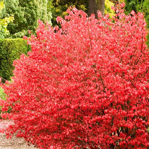 10 Dwarf Burning Bushes Live Plants, Red Fall Foliage Shrub, 6-12 Inch Tall