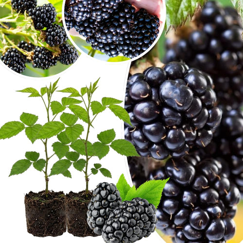 2 BlackBerry Plants Live for Planting, 4 to 8 Inch Height, BlackBerry Bush Live Plant, Sweet Blackberries Fruit Seedlings (Arapaho BlackBerry)