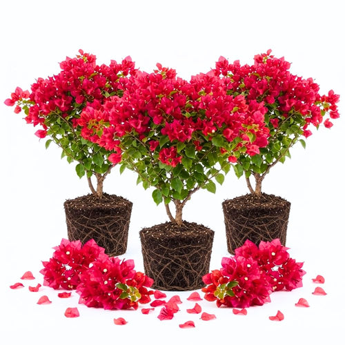 3 Red Pink Bougainvillea Live Plants, Climbing Flower Plant, 4-7 Inch Tall