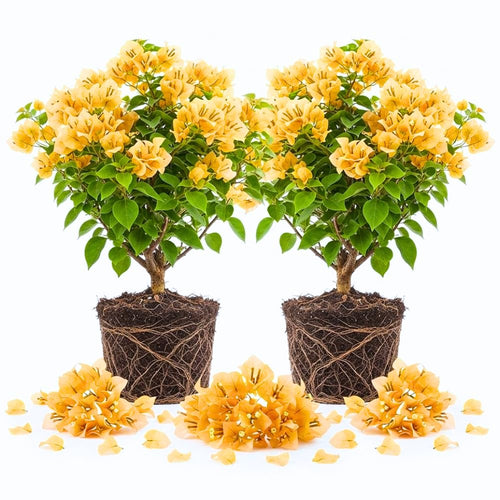 2 Gold Bougainvillea Live Plants, Container Vine Plant, 4-8 Inch Tall