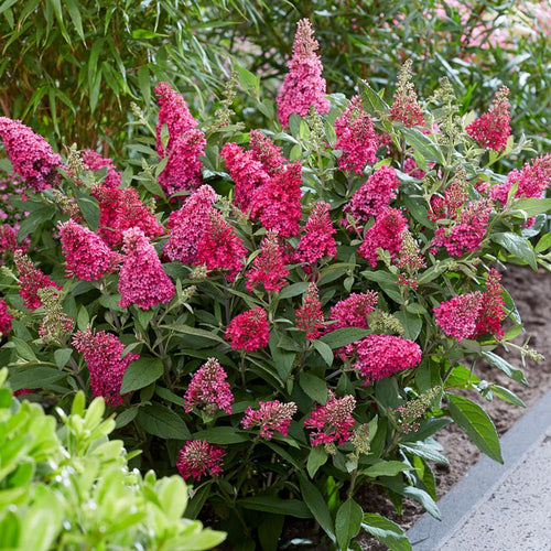 Butterfly Bush Plant Live, Perennial Buddleia Bushes Ready to Grow Outdoor 4-8 Inches (Dark Pink Buddleia)