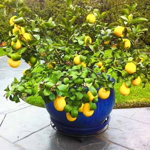 Meyer Lemon Tree Plant Live in 4" Pot, Starter Size 2-4" in Tall, Yellow Lemon Lime Citrus Fragrant for Zones 8-11 Growing