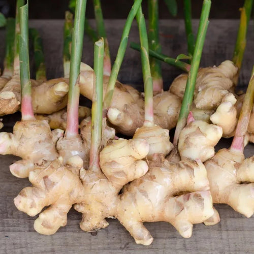 4 Ginger Plants Live, 4 to 6 Inches in Height, Live Ginger Plants, Ginger Live Plants for Garden, Ginger Well Rooted, Ready to Plant
