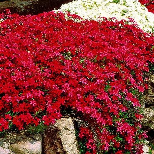 Creeping Phlox Live Plant, 4-7 Inch Tall Ground Cover Perennial for Outdoor Landscaping