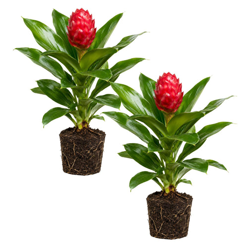 2 Awapuhi Shampoo Ginger Live Plants, Red Shampoo Ginger 4-7 Inch, Red Ginger Lily, Zingiber Zerumbet, Outdoor Growing, Ready to Grow