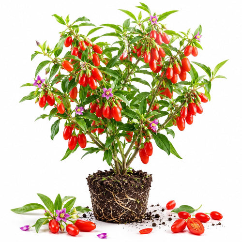 Red Goji Live Plant, Home Garden Berry Plant, 5-9 Inch Tall