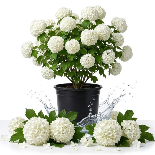 Snowball Viburnum Shrub Live Plant, Outdoor Landscape Shrub, 6-12 Inch Tall