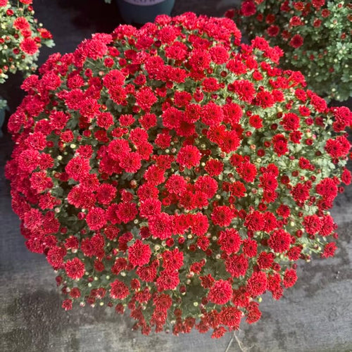 2 Chrysanthemum Plants Live, Mums Plants Live, Chrysanthemum Flowers Perennials Plant
