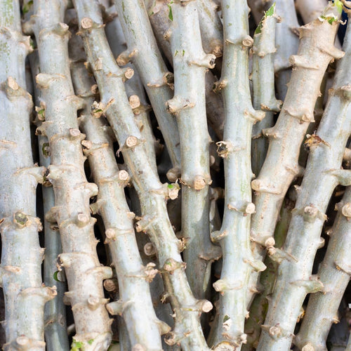 Yuca Cassava Plant Live, 4” Potted Sweet Manihot with Thick Trunk, Outdoor Planting,Yuca Cassava Tree, No CA