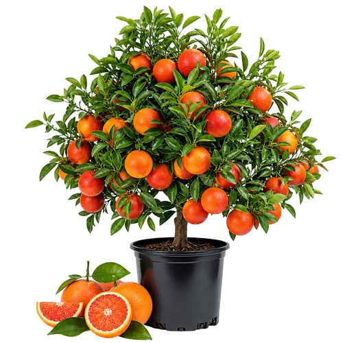 Red Navel Orange Tree Live Plant, Citrus Fruit Plant in 1 Gallon Pot, Sweet Orange Fruit Tree for Indoor Outdoor Gardening