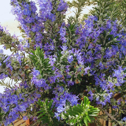 6 Blue Rosemary Plants Live, Rosemary Live Plants from 4 Inc Tall, Zone 7 to 10