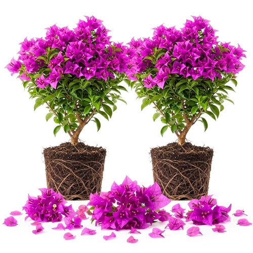 2 Purple Bougainvillea Live Plants, Tropical Flower Plant, 4-8 Inch Tall